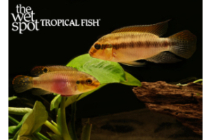 Pelvicachromis subocellatus