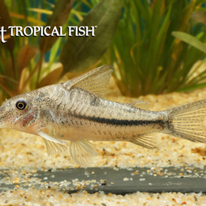Freshwater Aquarium Fish For Sale Online - The Wet Spot Tropical Fish - The Wet  Spot Tropical Fish