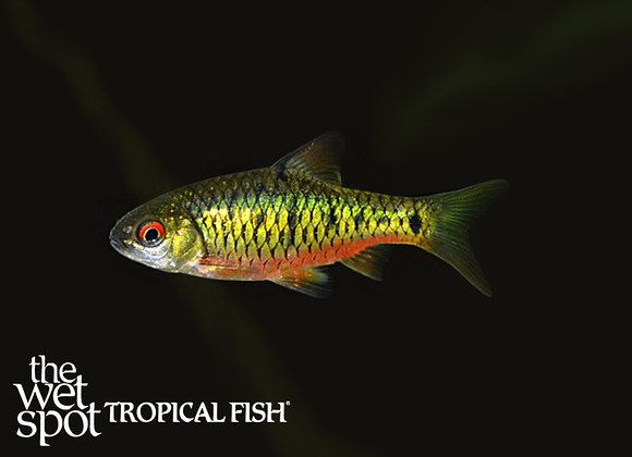 Barbodes semifasciolatus - Tropical Freshwater Fish For Sale