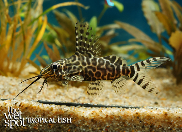 Synodontis eupterus - Tropical Freshwater Fish For Sale Online - The Wet  Spot Tropical Fish