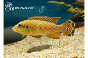 Pelvicachromis drachenfelsi