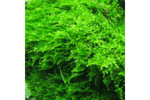 Vesicularia montagnei “Christmas Moss”