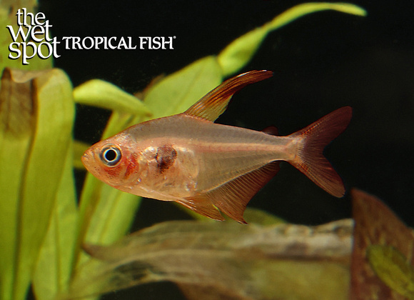 Hyphessobrycon sweglesi - Tropical Freshwater Fish For Sale Online