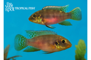 Benitochromis riomuniensis